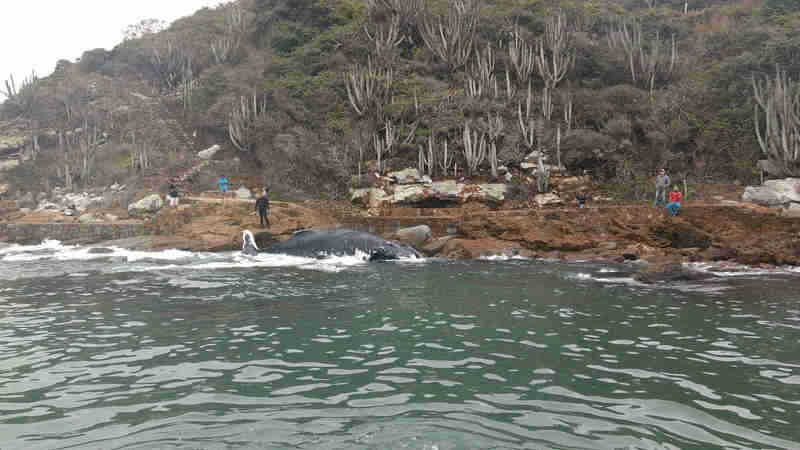 Baleia resgatada em mutirão no fim de semana aparece morta em Arraial do Cabo, no RJ