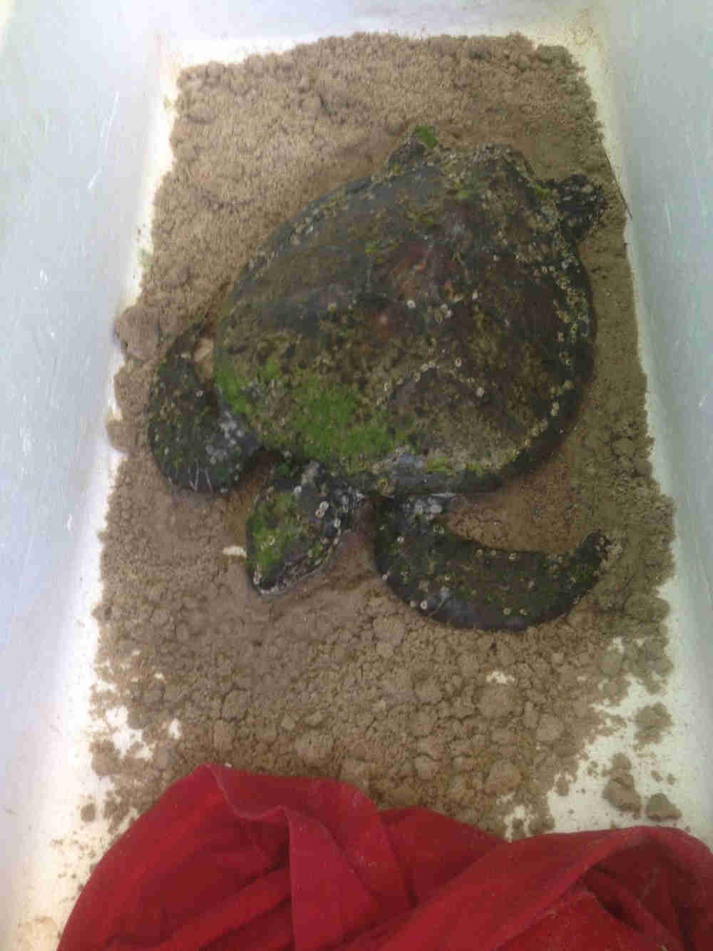 Tartarugas são resgatadas na Praia do Forno, em Arraial do Cabo, no RJ