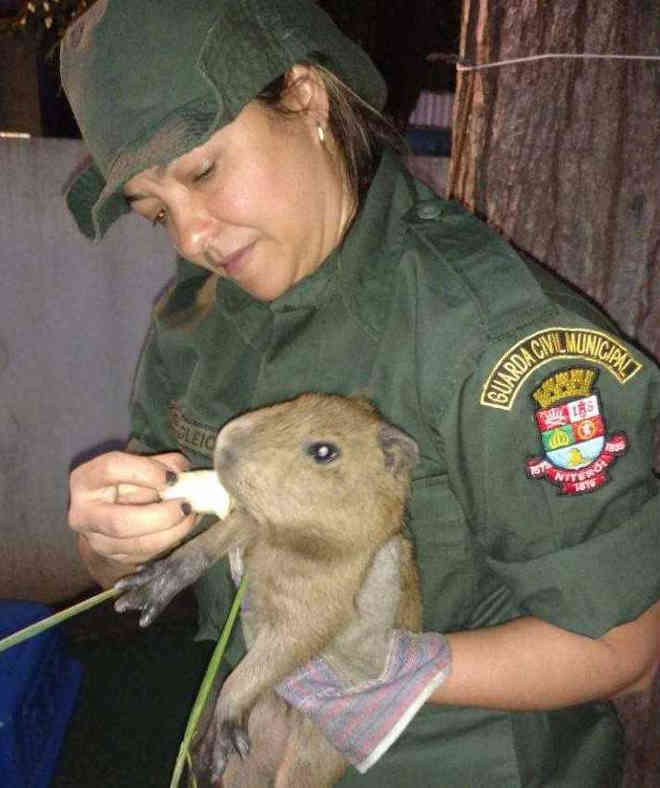 Guarda Ambiental de Niterói (RJ) já resgatou 500 animais este ano