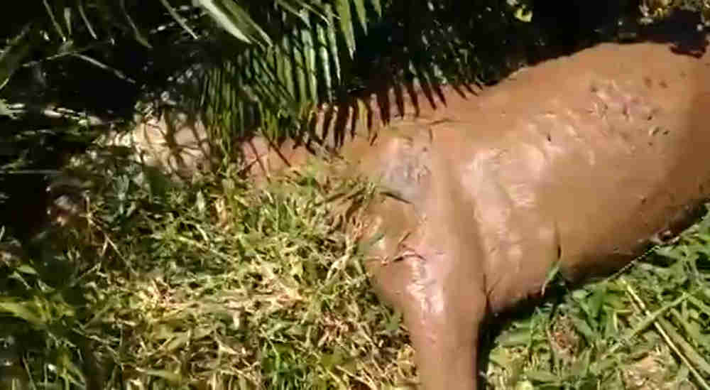 Égua debilitada é encontrada atolada em lama em Paulo de Frontin, RJ