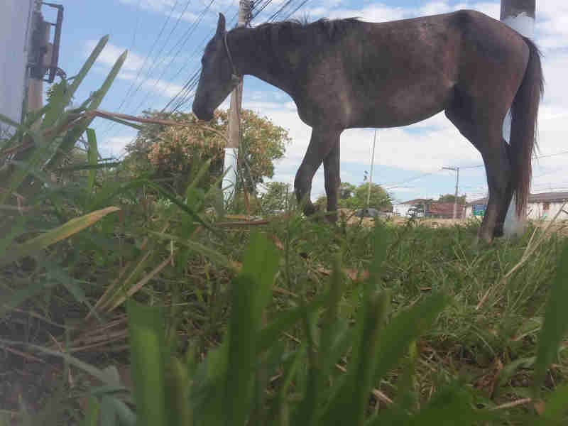 Égua com pata quebrada é resgatada após ser abandonada em São Gonçalo, RJ