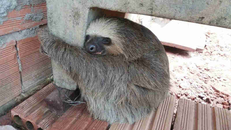 Bicho-preguiça é capturado em casa de Alta Floresta, RO