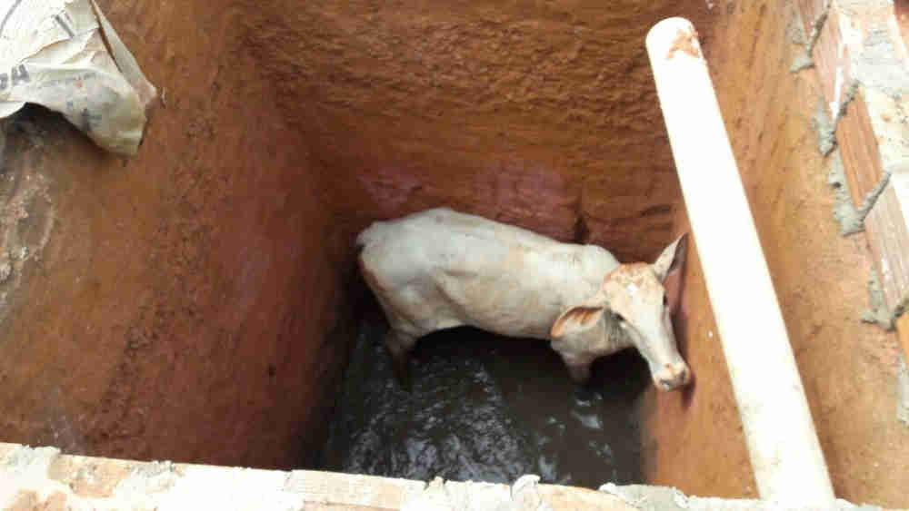 Vaca é resgatada pelo Corpo de Bombeiros após cair dentro de fossa em Ariquemes, RO