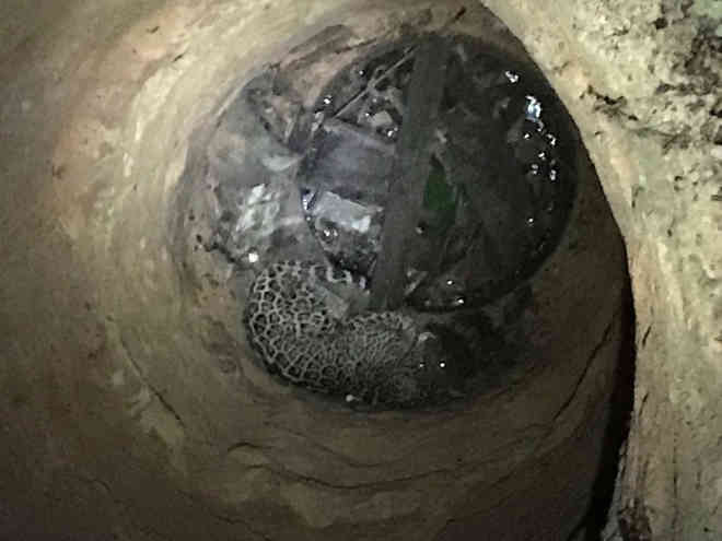 Onça é resgatada após cair em poço de 10 metros de profundidade, em Roraima