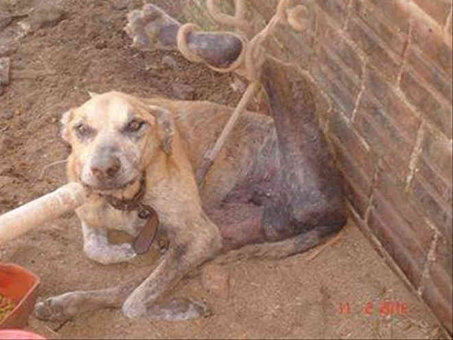 Justiça: tutor de cão é condenado por maus-tratos em Frederico Westphalen, RS
