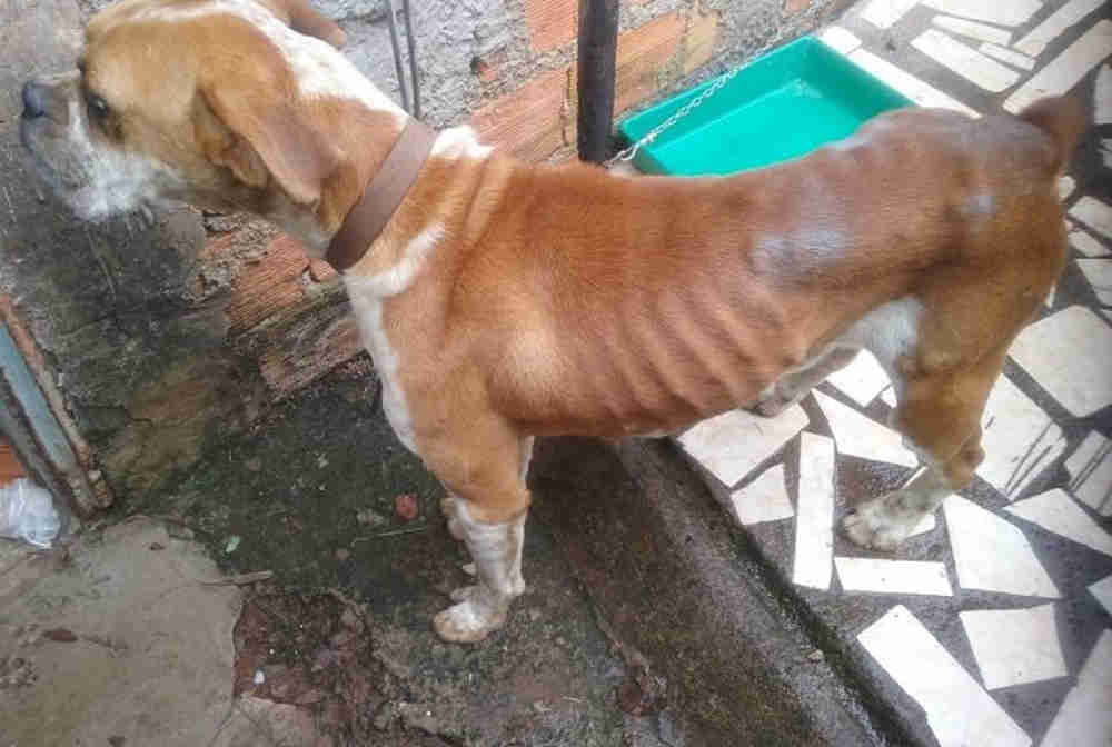 Relatos apontam aumento no número de cães abandonados e feridos em Erechim, RS