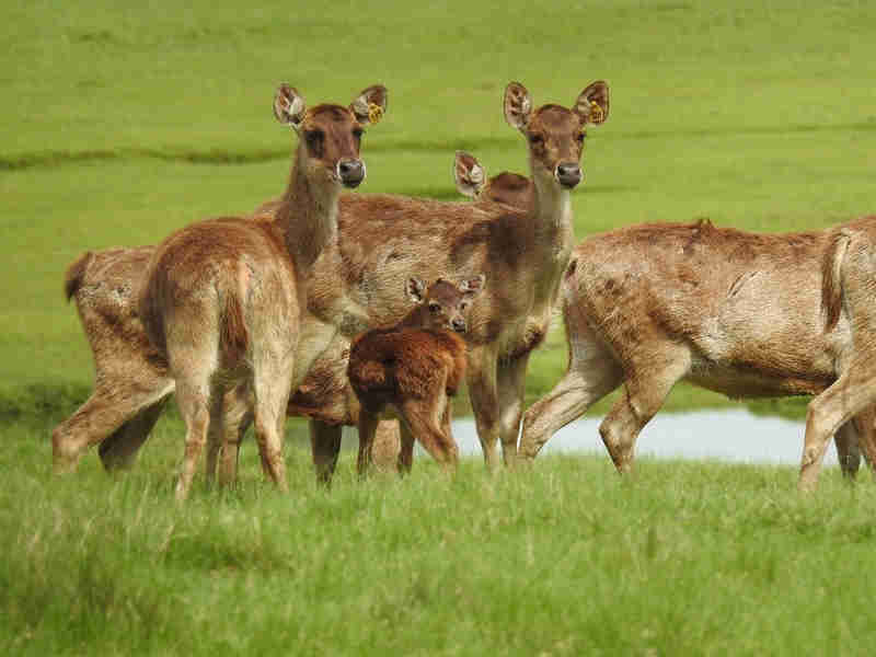 Juíza suspende novos abates de cervos do Pampas Safari sob pena de multa de R$ 50 mil por animal