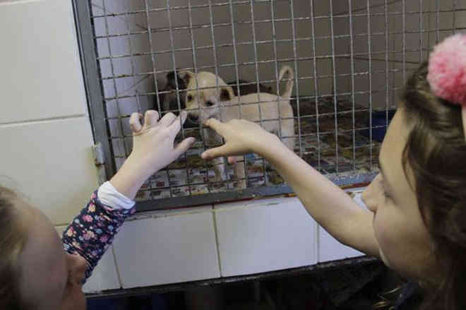 Canil ainda tem 74 animais para adoção em Santa Cruz do Sul, RS