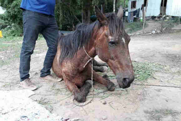 ONG Cavalo de Lata recolhe cavalo e tutor é detido por maus-tratos