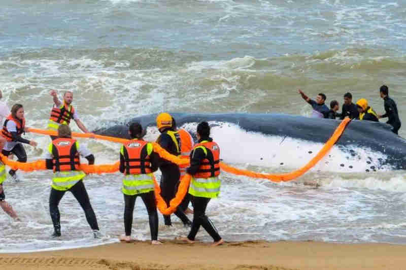 Morre baleia jubarte que encalhou em praia de Barra Velha, SC