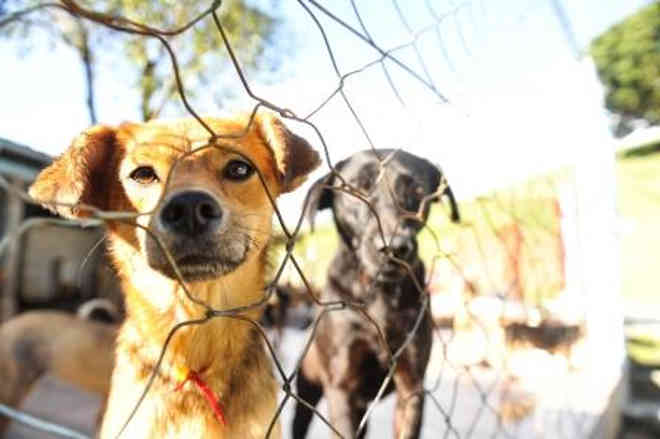 Abandono e maus-tratos a animais vai render multa de até R$ 4 mil em Blumenau, SC