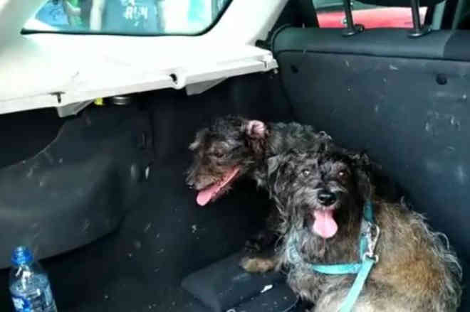 Guarda municipal de Florianópolis (SC) quebra vidro de carro e resgata dois cachorros; veja vídeo