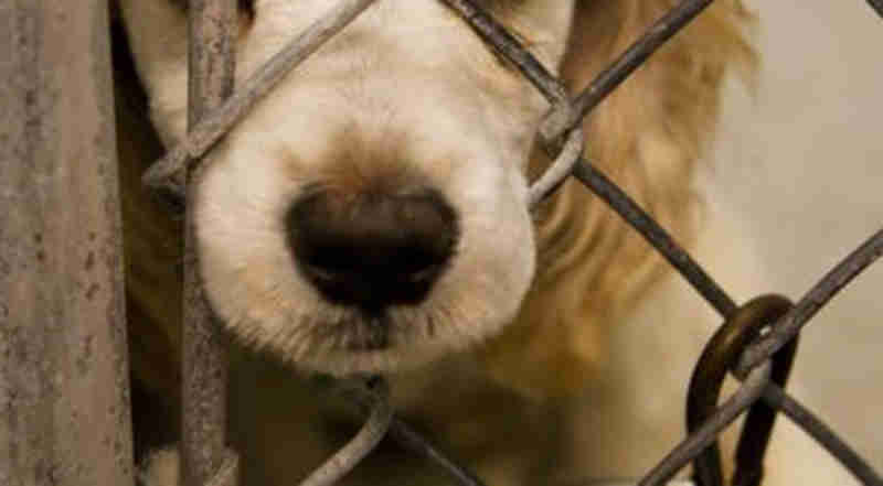 Homem é acusado de matar cachorros com choque elétrico em Guaramirim, SC
