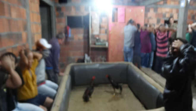 Em Tijucas (SC) 41 pessoas são presas envolvidas na prática de rinha de galo