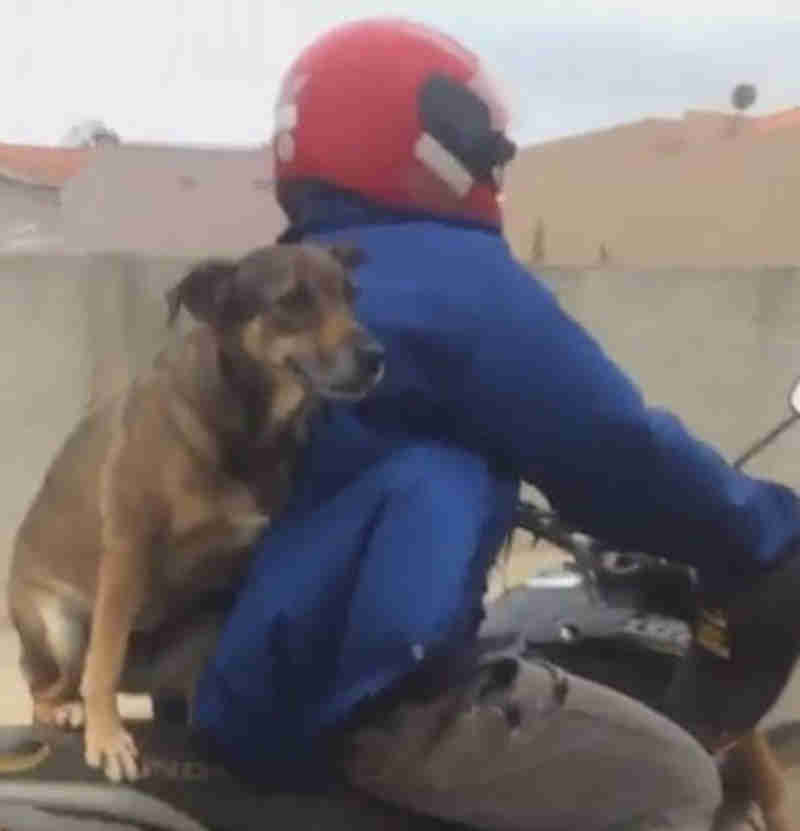 Vídeo mostra motociclista com cachorro na garupa de moto no interior de SP