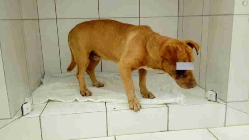 Crueldade: cachorro é agredido e perde os dois olhos em SC