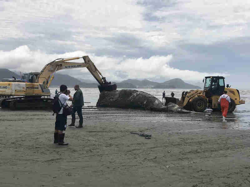 Baleia jubarte morta encalha na praia em Caraguatatuba, SP