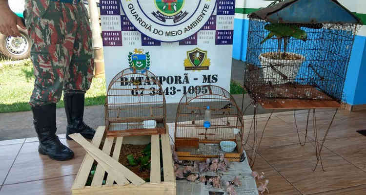 Traficante de pássaros é preso em flagrante e multado em R$ 19,5 mil em MS
