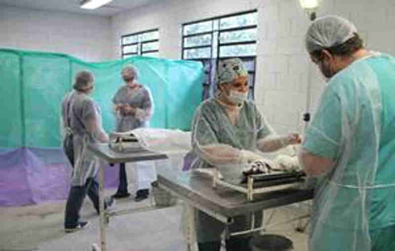 Mutirão de Castração realizou 151 procedimentos em cães e gatos de Taboão da Serra, SP