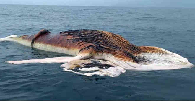 Baleia-jubarte de 13 metros é encontrada morta no litoral norte de SP