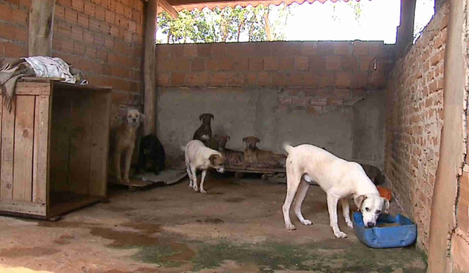 Com aluguel de canil atrasado, 163 animais podem ser despejados em Américo Brasiliense, SP