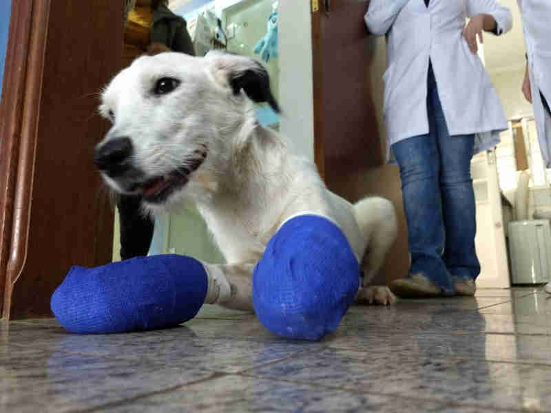 Cão tem as patas mutiladas após escapar de casa em Araraquara (SP); polícia apura caso