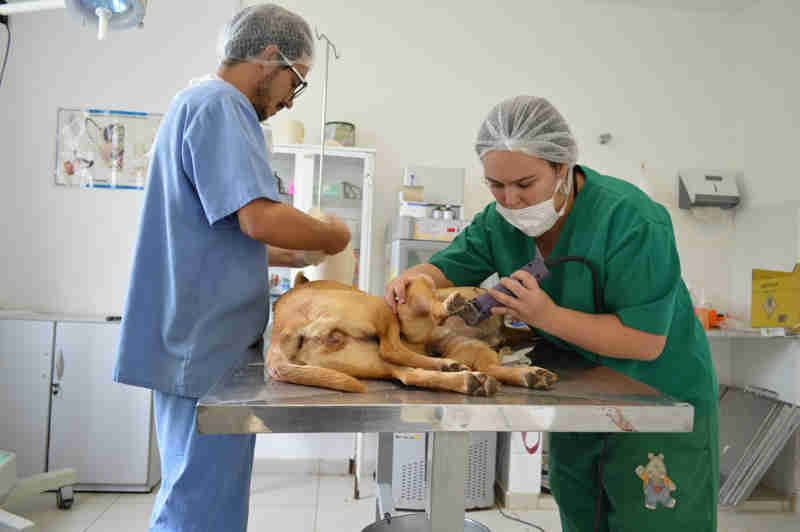 Zoonoses abre cadastro para castração gratuita de cadelas em Arujá