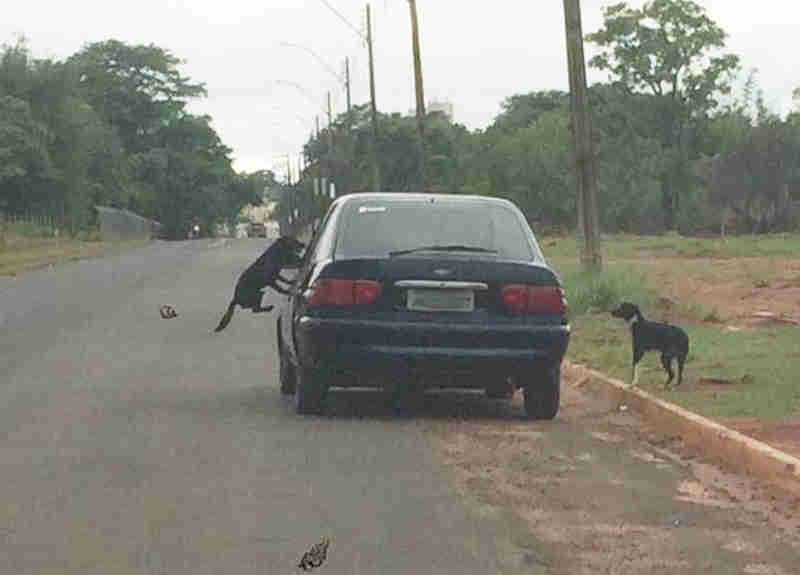 Mulher flagra carro abandonando três cachorros atrás da Unesp, em Assis, SP