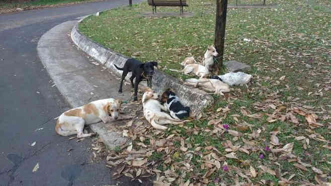 Nove cães são amarrados em poste e um deles morre enforcado em Botucatu, SP