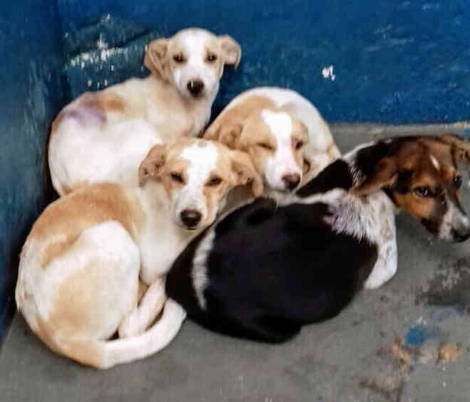 Dois dos cães achados amarrados em poste de Botucatu (SP) são adotados