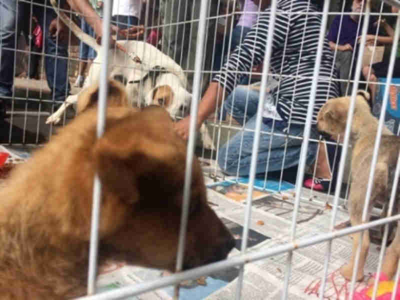 Prefeitura deverá criar departamento de proteção animal para triagem de casos em Botucatu, SP