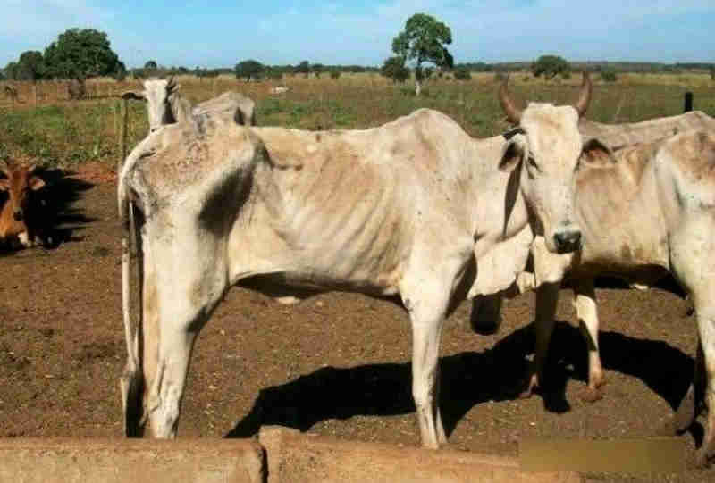 Assentado é multado em R$ 93 mil por morte de gado e maus-tratos