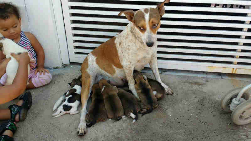 Casa pega fogo em Marília (SP) e bombeiros salvam casal de cães e oito filhotes
