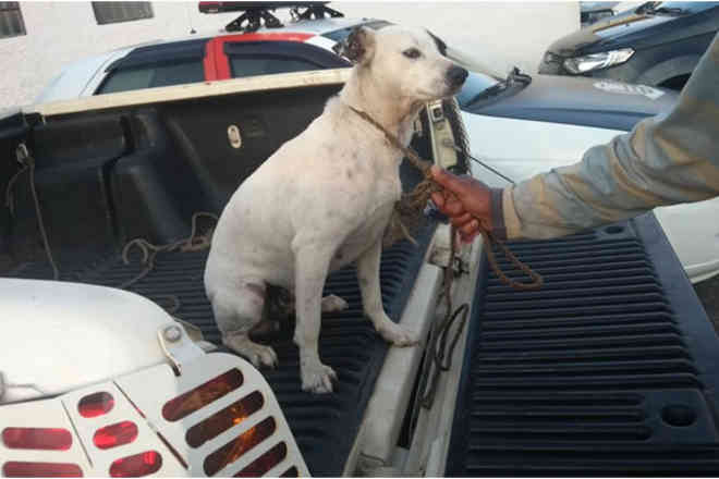 Polícia resgata cão vítima de maus-tratos em Mogi das Cruzes, SP