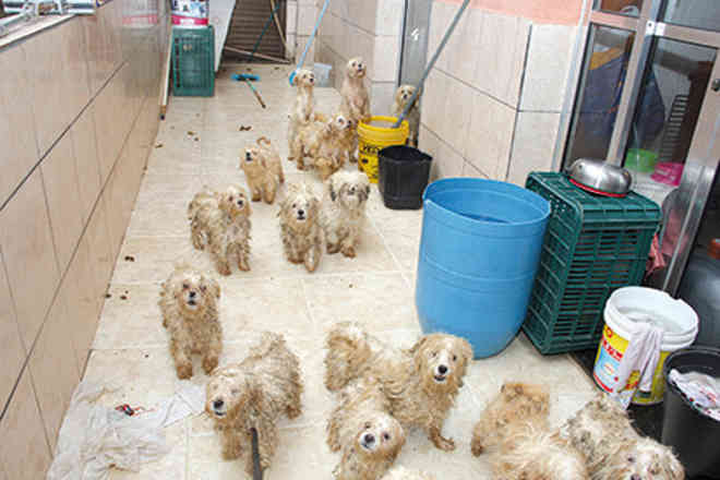 Justiça deve definir destino dos 135 cães resgatados em Osasco, SP