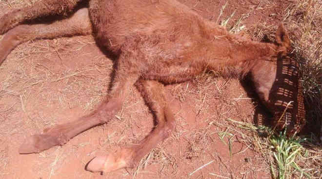 Polícia Ambiental identifica responsável por égua vítima de maus-tratos em Pirassununga, SP