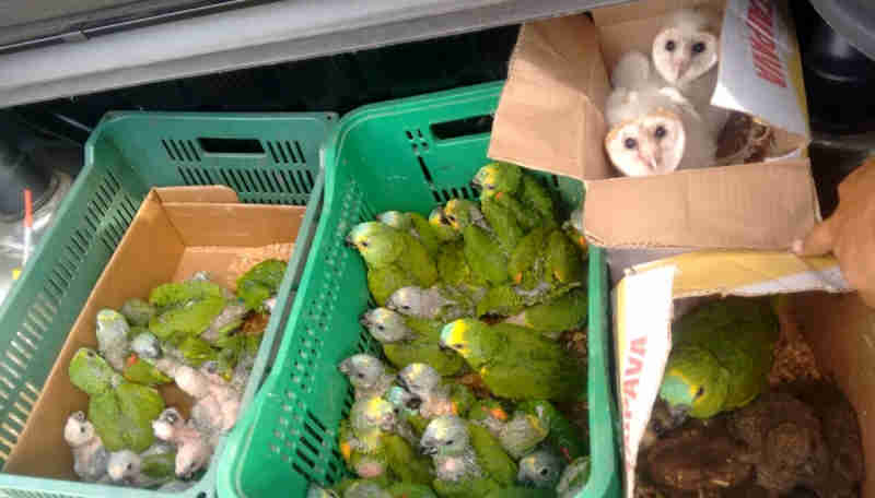 Polícia apreende 60 aves transportadas em carro e autua infratores em R$ 420 mil