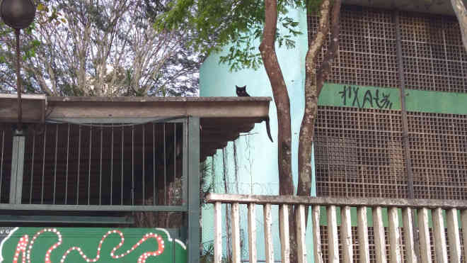ONG Bicho Brother mantém campanha para promover controle ético de gatos em SP