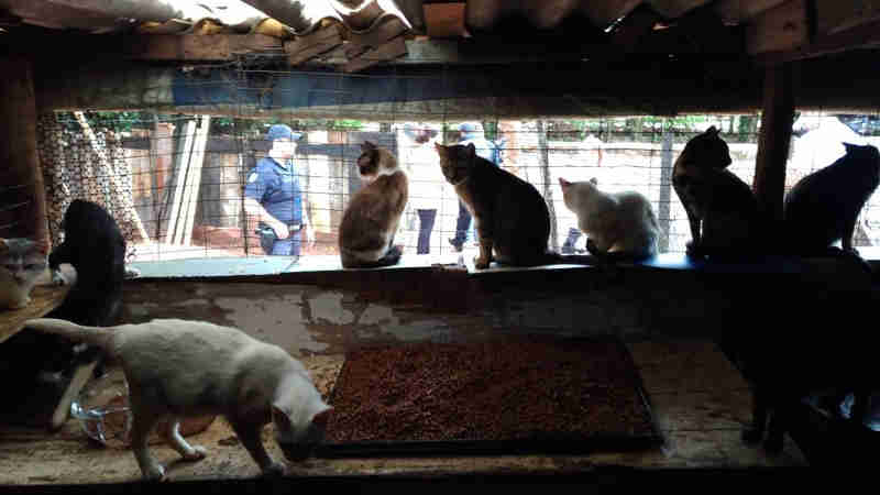 Gatos resgatados vítimas de maus-tratos são colocados para adoção em Sorocaba, SP
