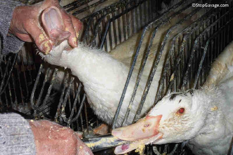 Proibição do foie gras: por vício de iniciativa, prefeito veta projeto em Taubaté, SP