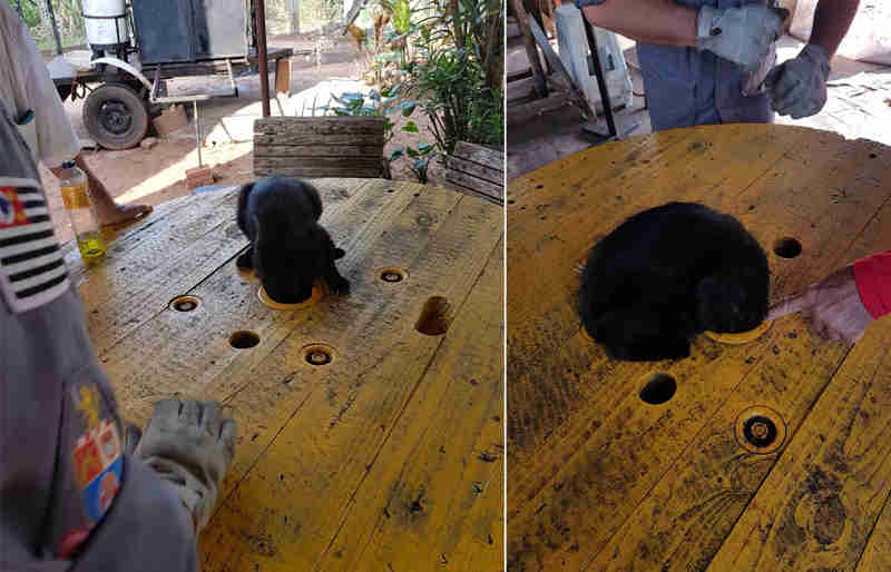 Bombeiros resgatam gato preso em carretel em Tupã, SP