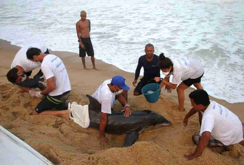 Após 15 dias em tratamento, golfinho é solto em praia de Ubatuba, SP