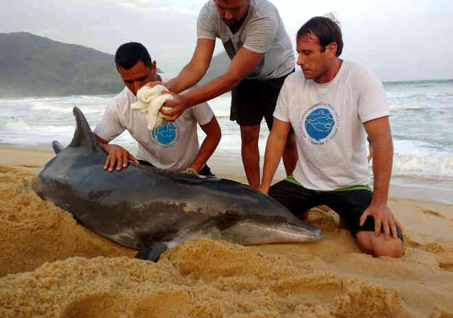 Golfinho é resgatado ferido na Praia Vermelha em Ubatuba, SP