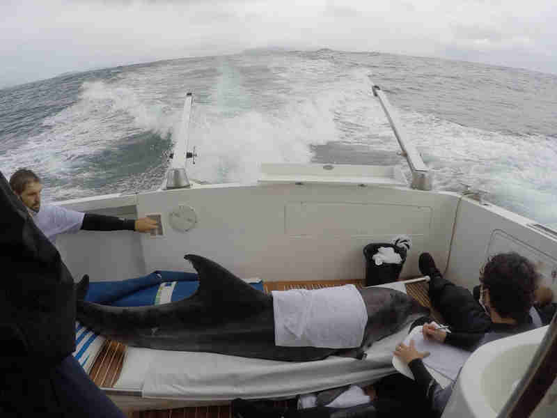 Golfinho é resgatado pela 2ª vez e solto no mar em Ubatuba, SP