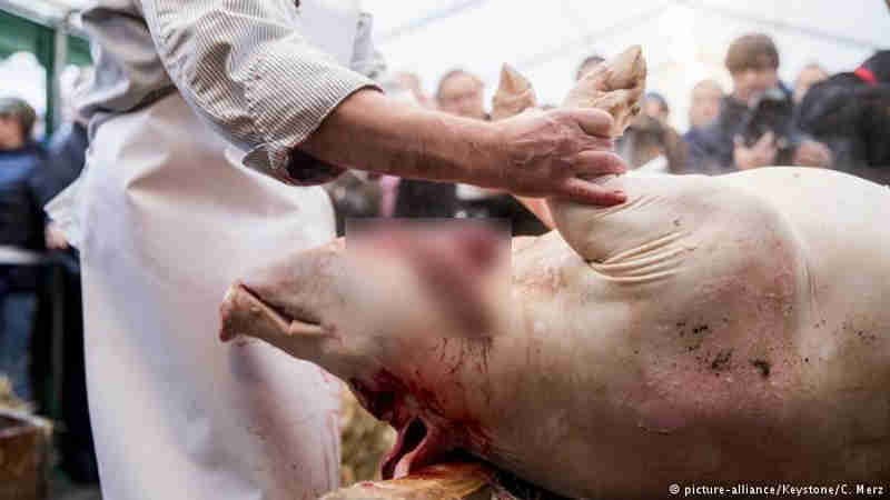 Açougue abate porcos em público na Suíça
