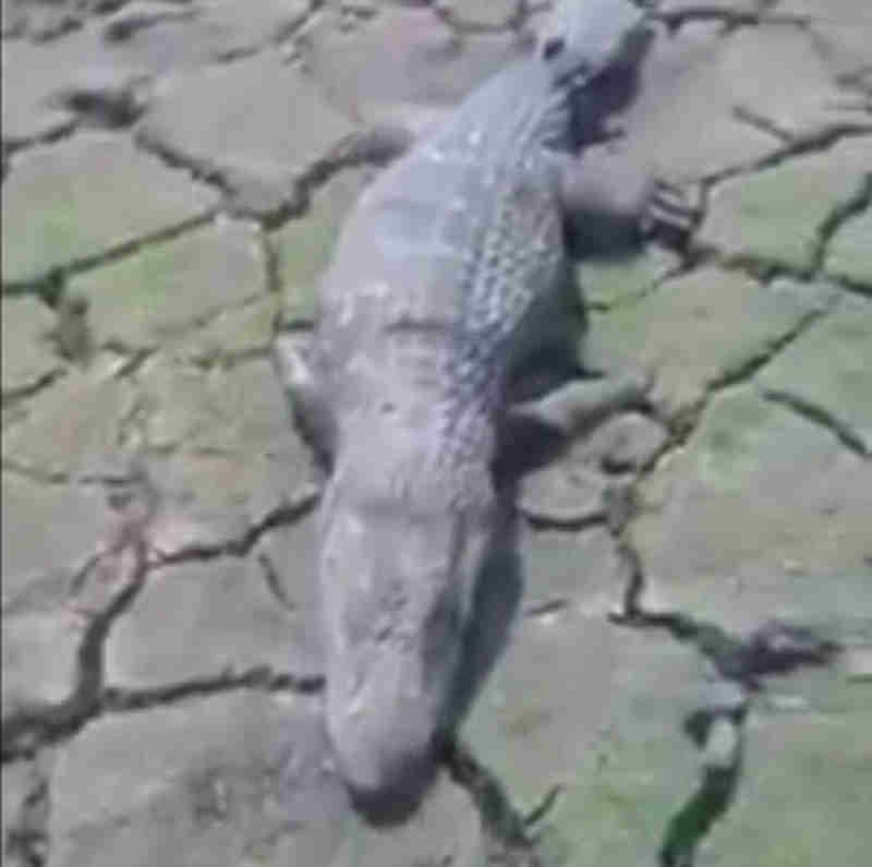 Animais morrem atolados em lagoa seca na Ilha do Bananal, Tocantins
