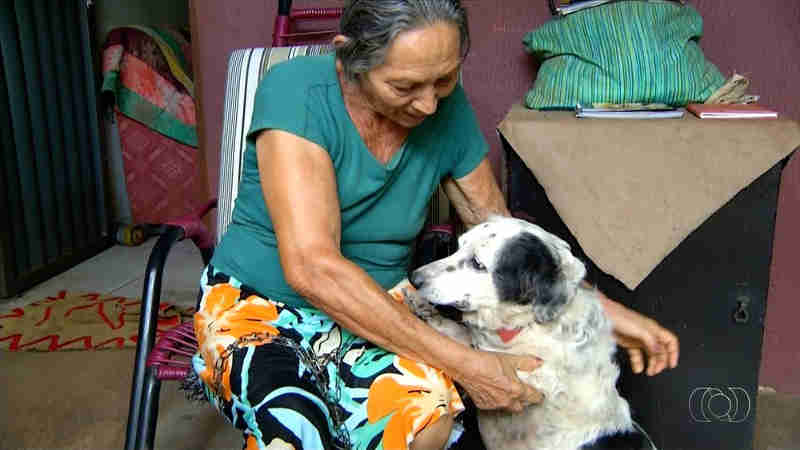 Aposentada faz empréstimo para pagar tratamento de cadela com câncer de mama