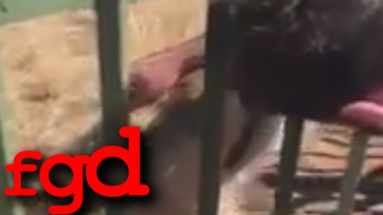 Após acariciar leão, jogador é atacado pelo animal; veja o vídeo
