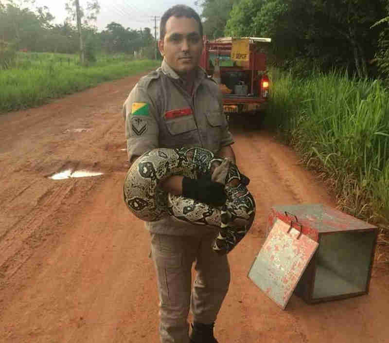 Corpo de Bombeiros recebe ao menos 10 chamados diários para resgate de animais em Rio Branco, AC