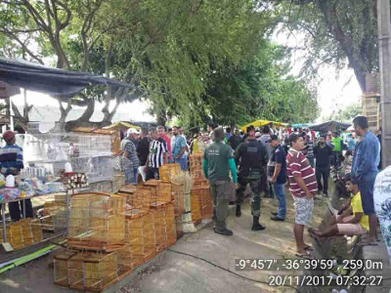 BPA resgata 169 pássaros silvestres em feiras livres de Maceió, AL